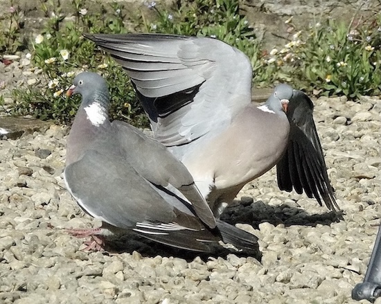 woodpigeon